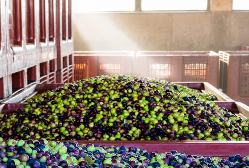 Le moulin de l'olivette