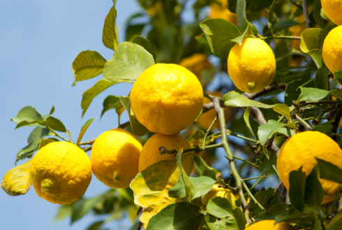 Citron de Menton