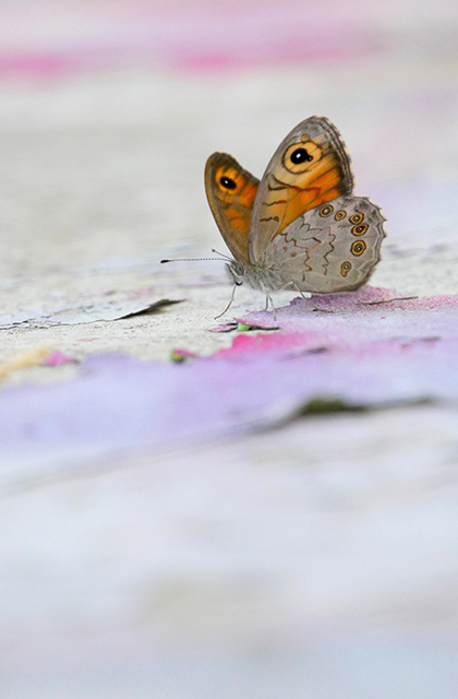 act for planet papillon