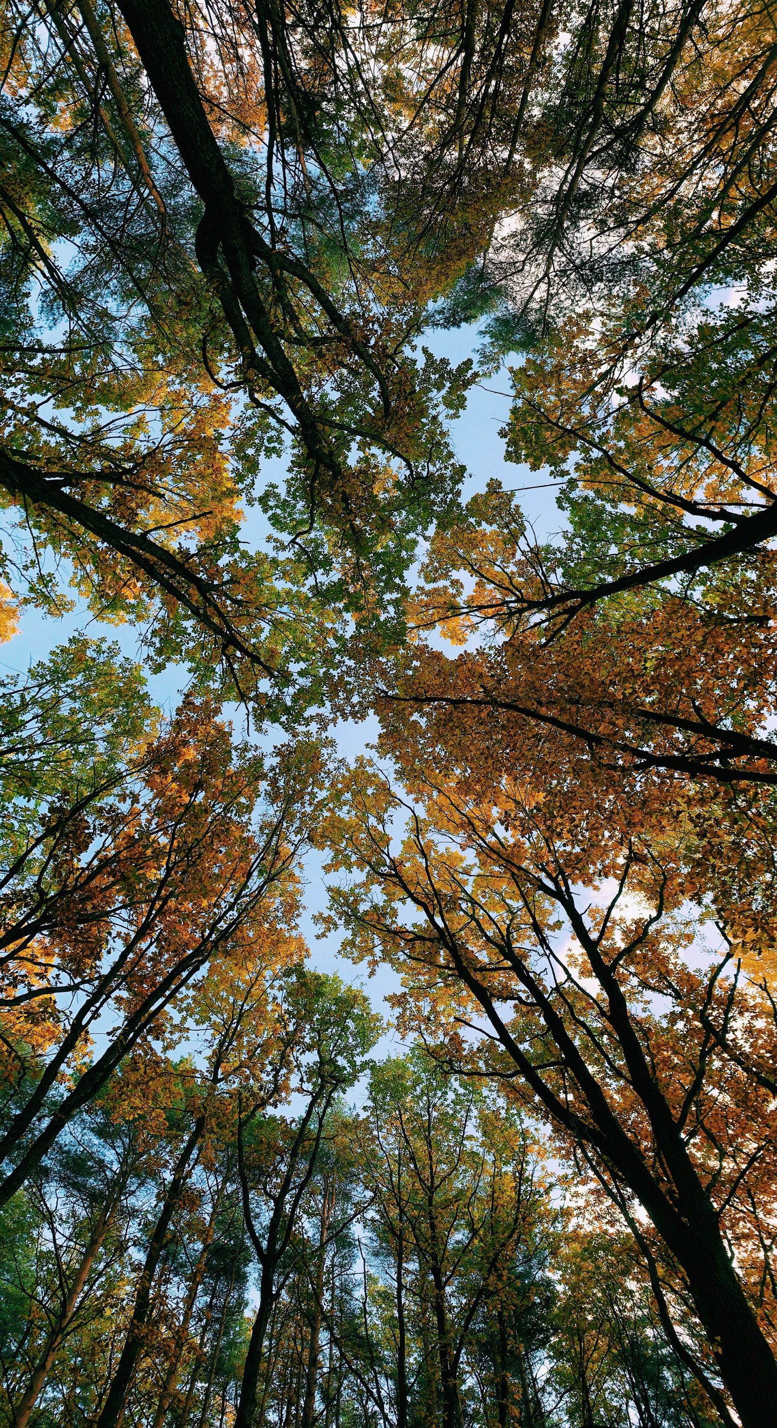 nature